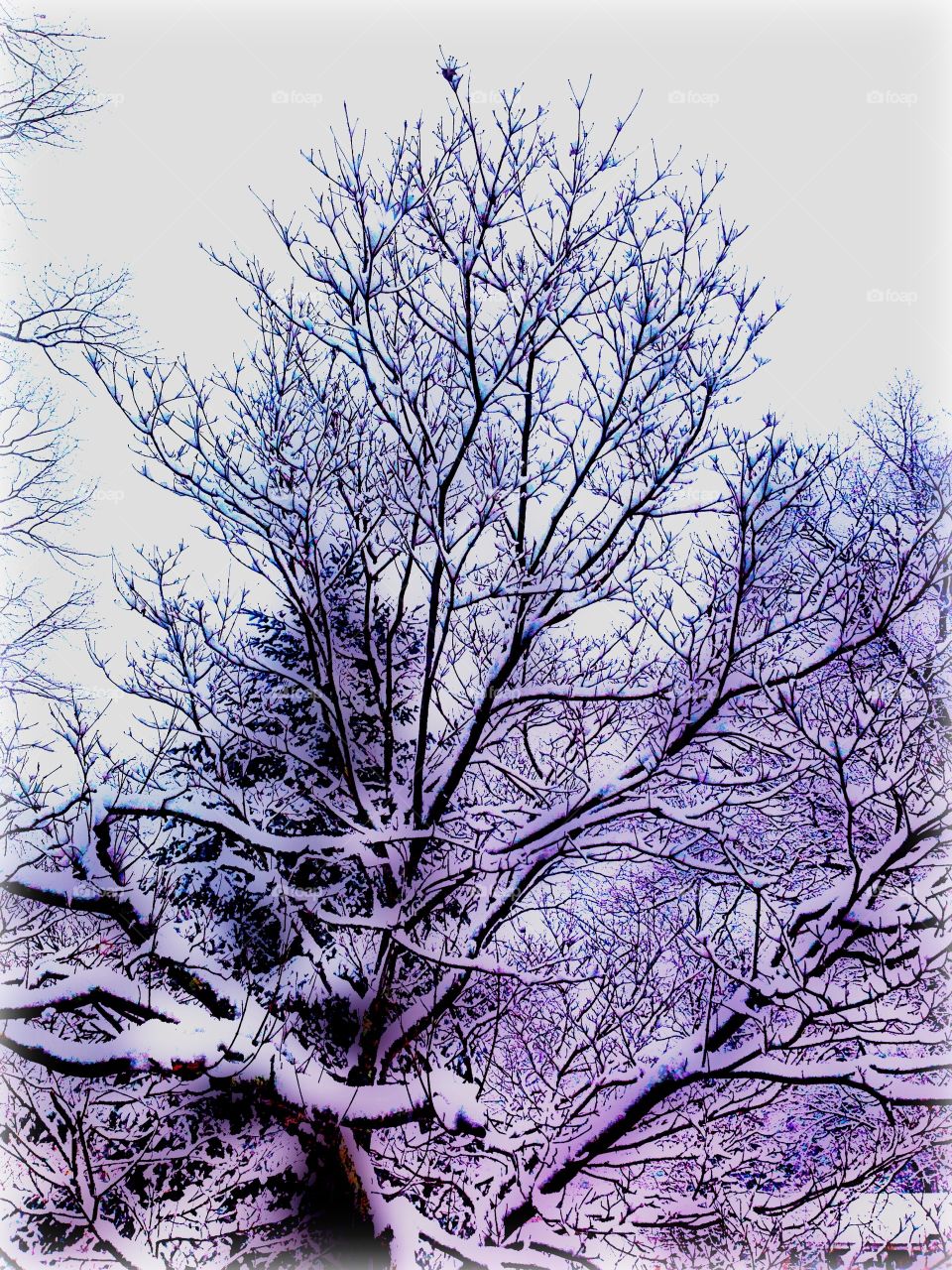 View of tree covered with snow