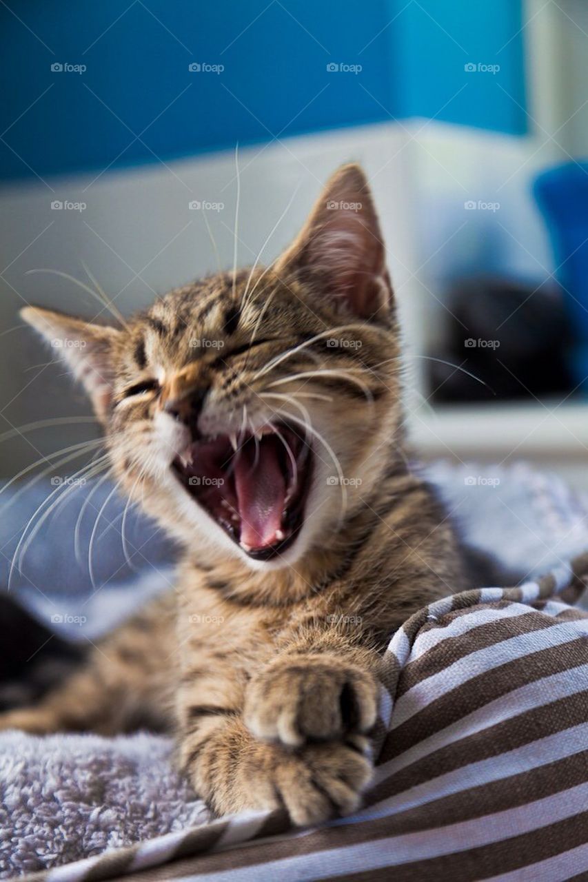 A tabby kitten yawning.