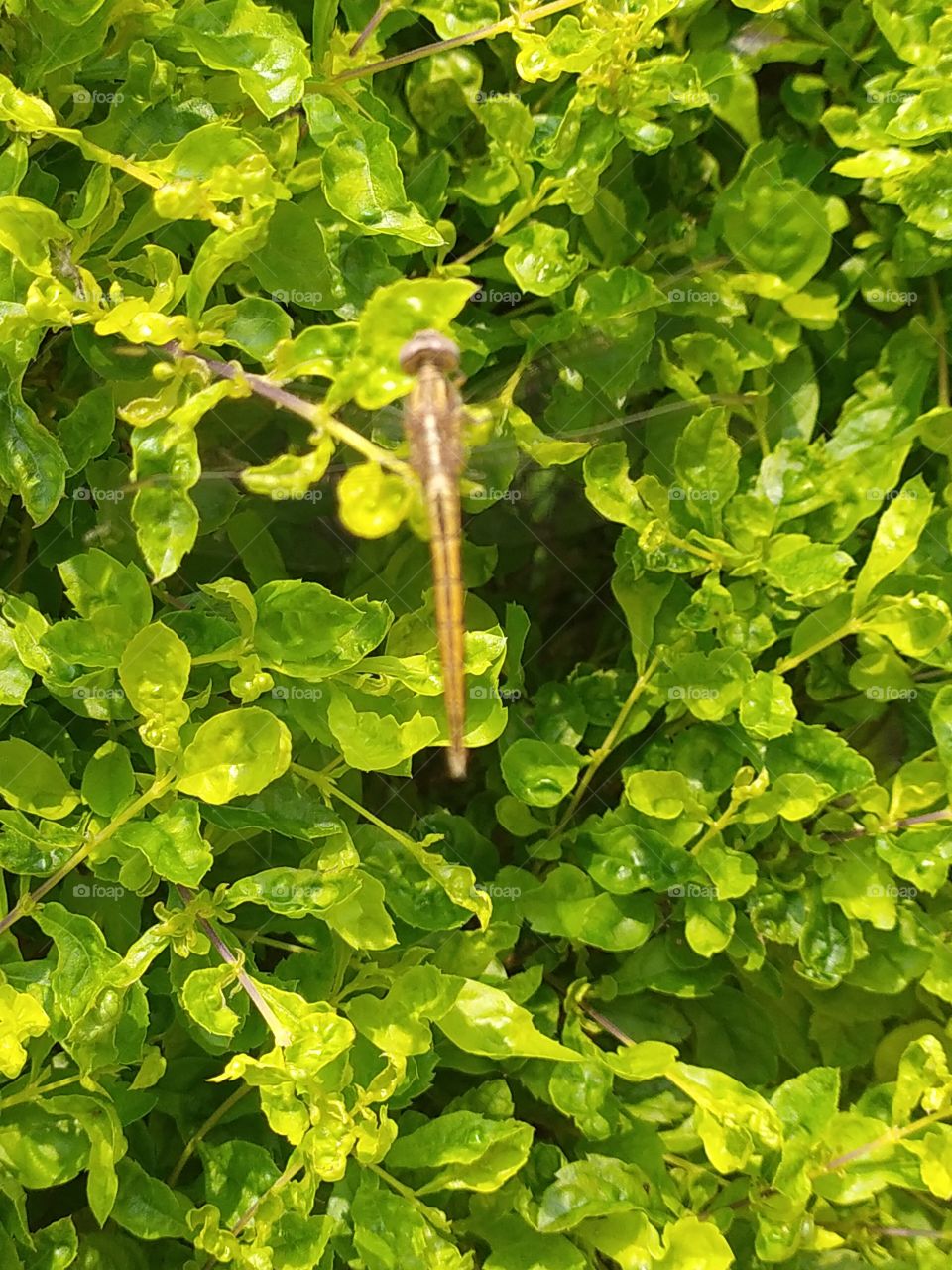 Little dragonfly enjoying sunshine on green golden leaf