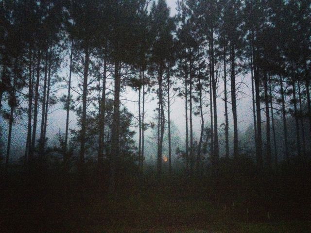 Woods are calling my name
