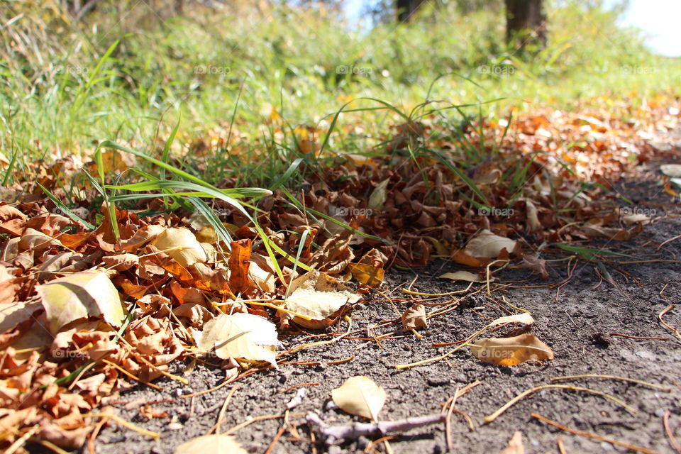 Fallen golden fall leaves laying on a walking path.