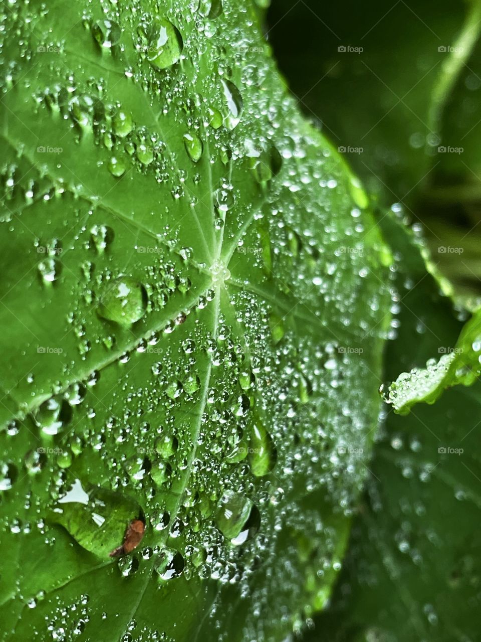 Water droplets bubbles splashes raindrops waterdrops plant green leaves leafs greenery botany phone photography rain shower rainy dew dewdrops wet outdoors nature storm