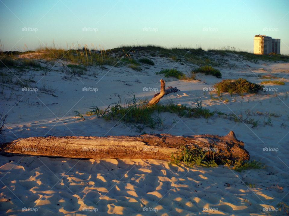 log in the dunes near a beach on the coast of Alabama