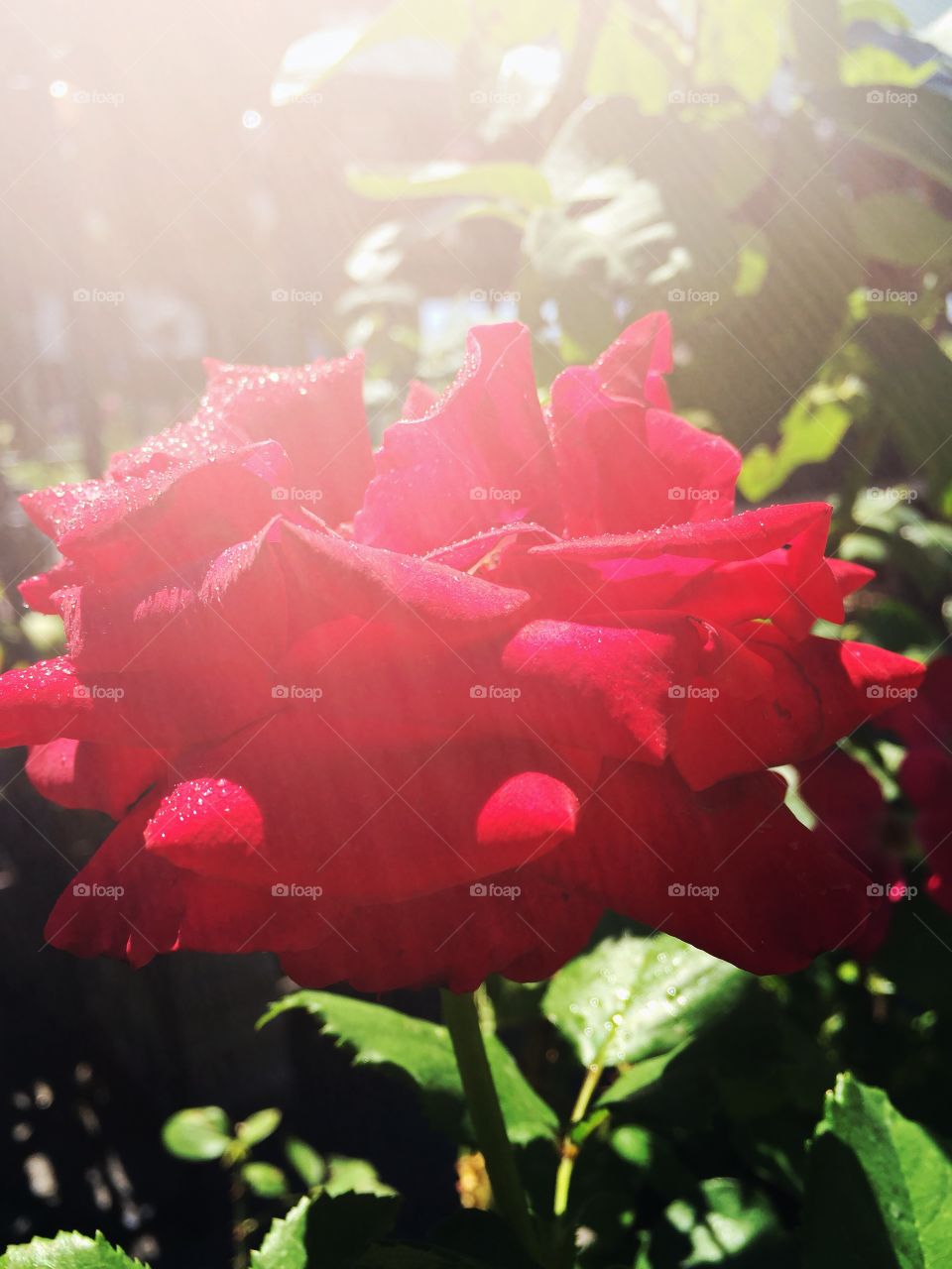 Red rose in the sunlight 