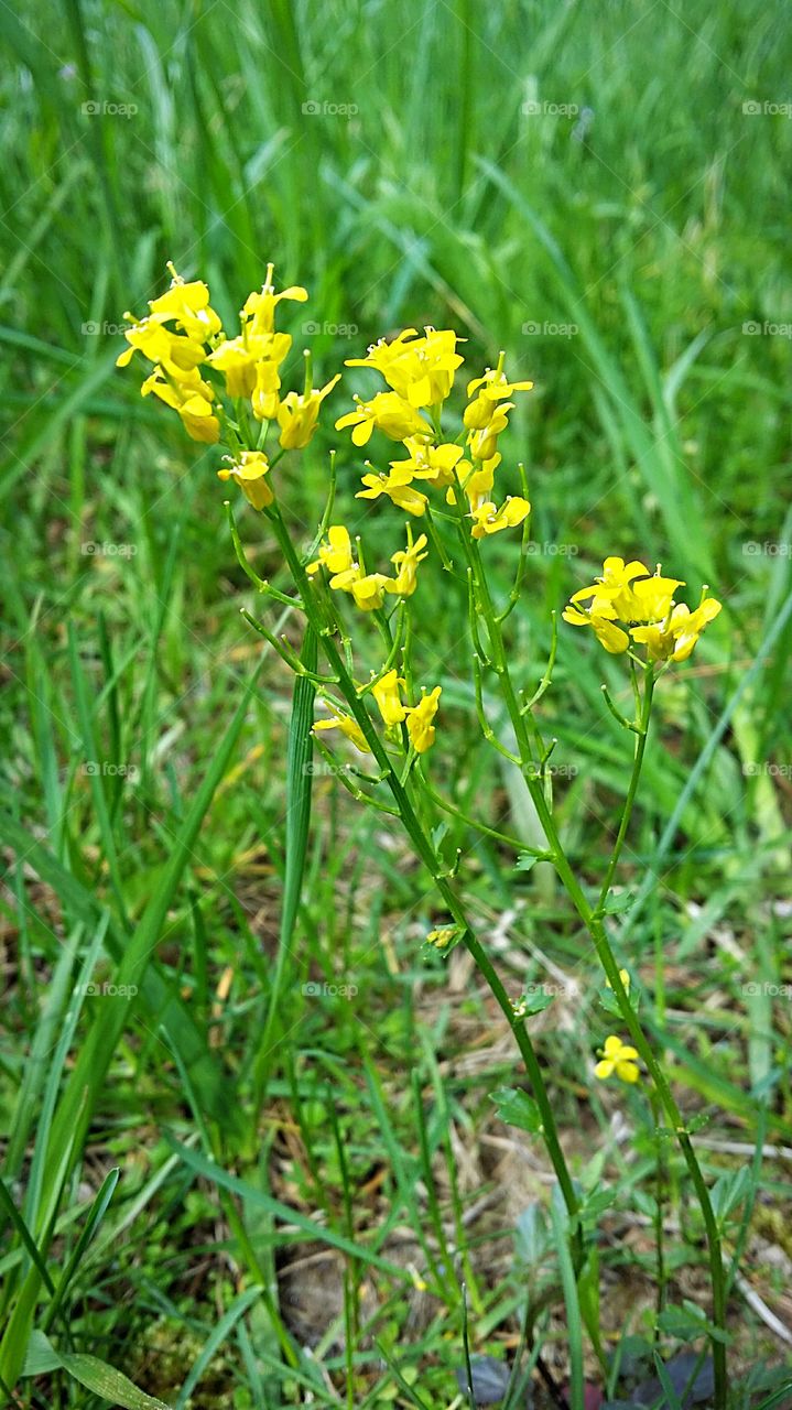 yellow wildflowers in green grass