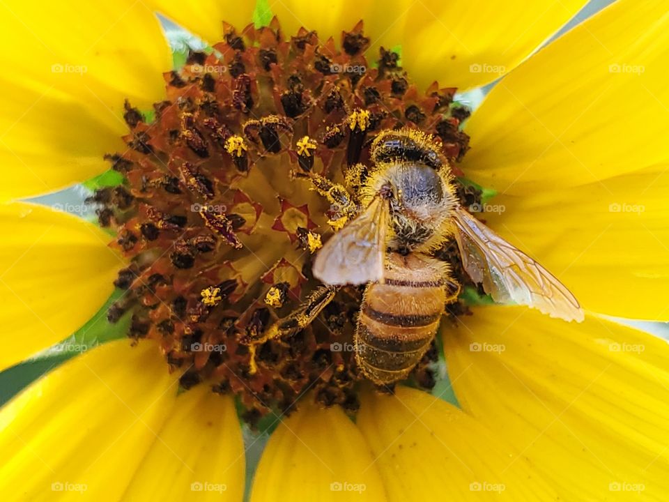 Honeybee covered in pollen while pollinating a beautiful golden yellow North American common sunflower