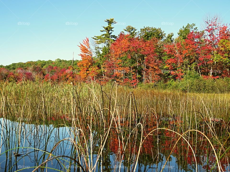 Fall Colors from a different perspective