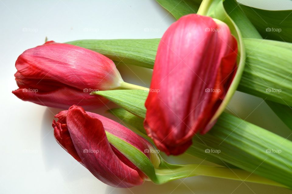 Tulip, Flower, Nature, Leaf, No Person