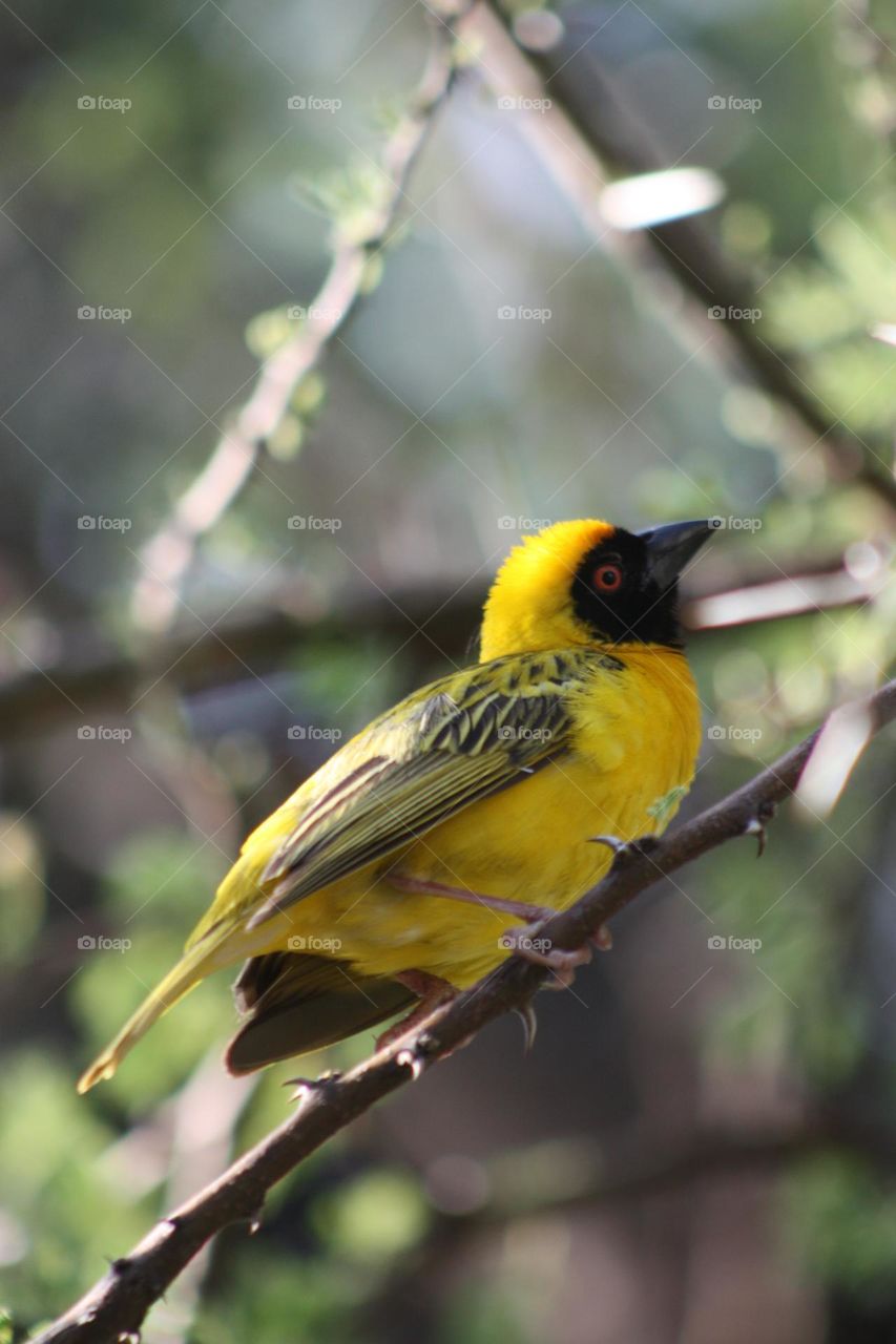 yellow finch enjoying the sunshine