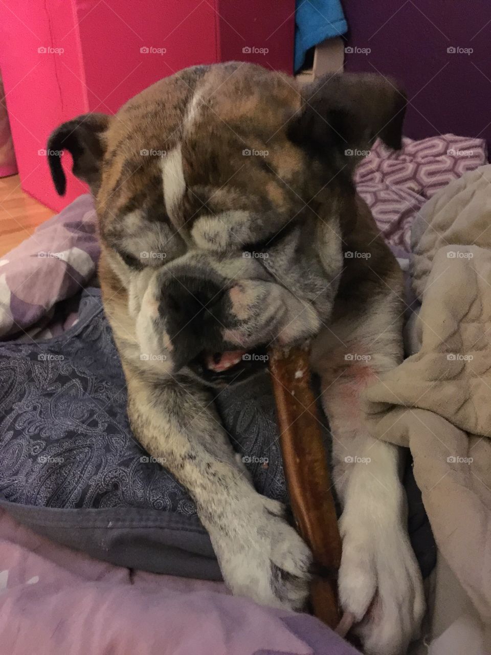 Dog chewing bone