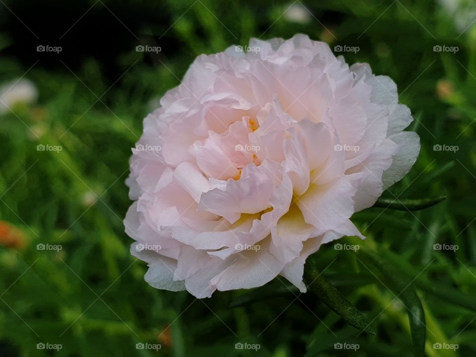 the Portulaca Grandiflora