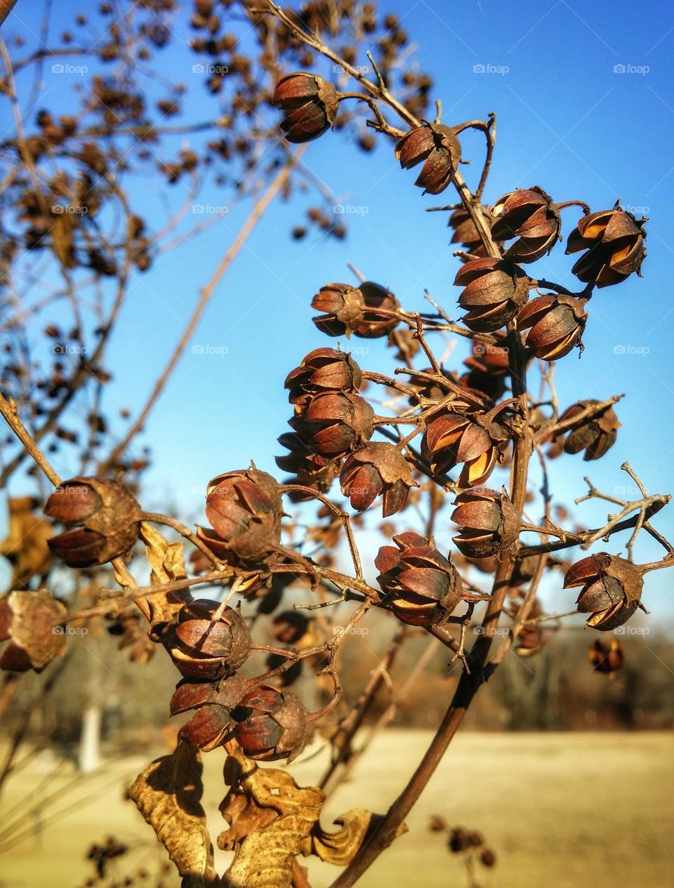 Crepe Myrtle in Winter