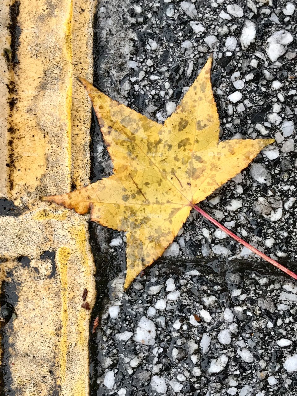 Yellow Leaf on yellow traffic line and asphalt