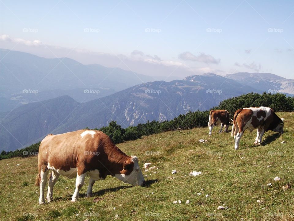 Cows on a mountain 