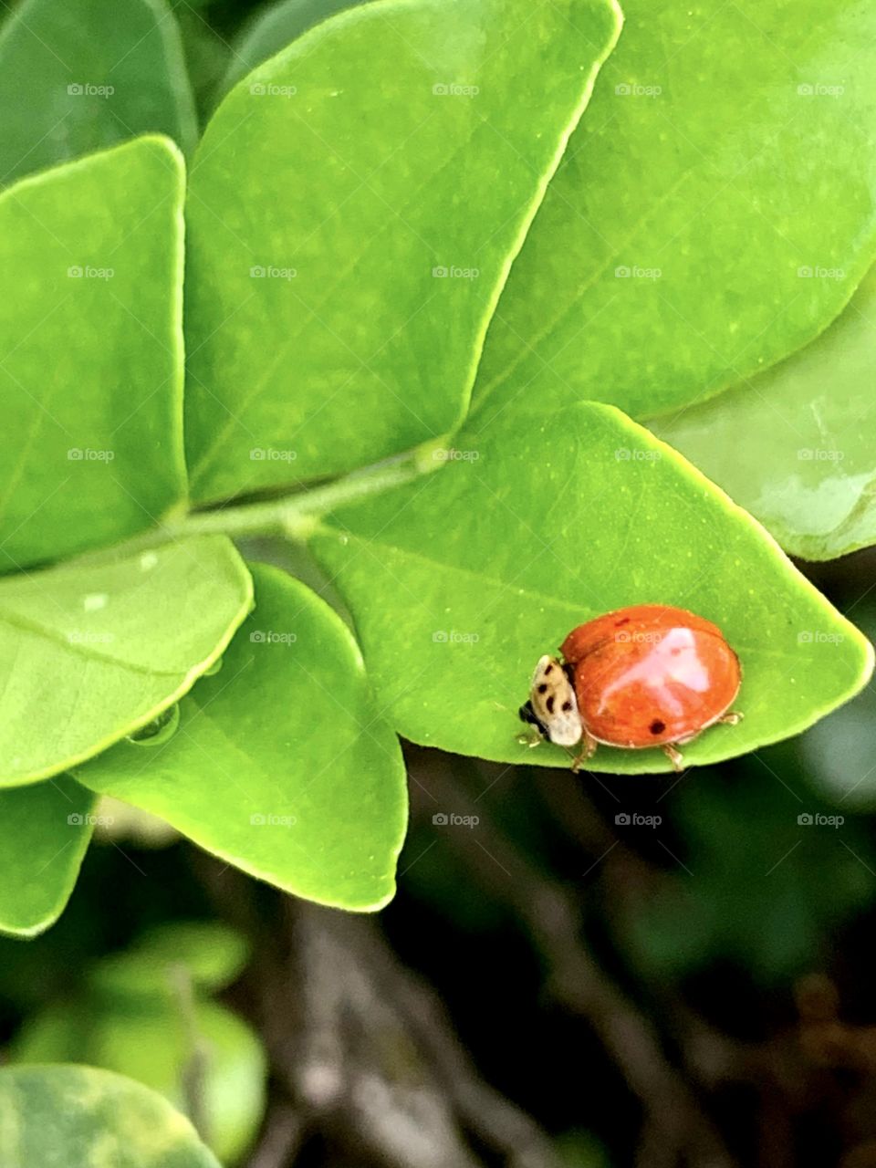 Red Ladybug 