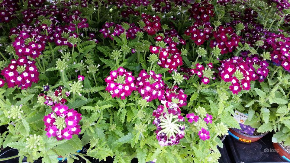 Summer blooms. Garden