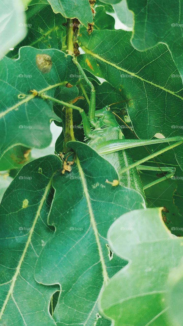 locust in oak leaves