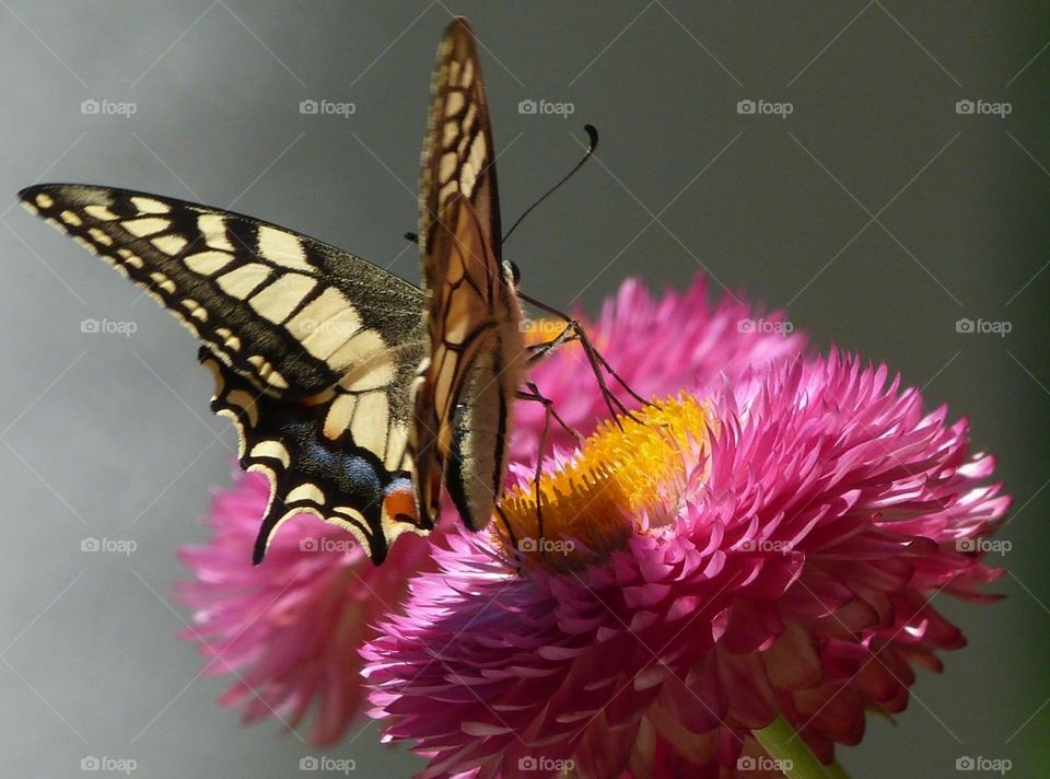 pink flowers and swallowtail