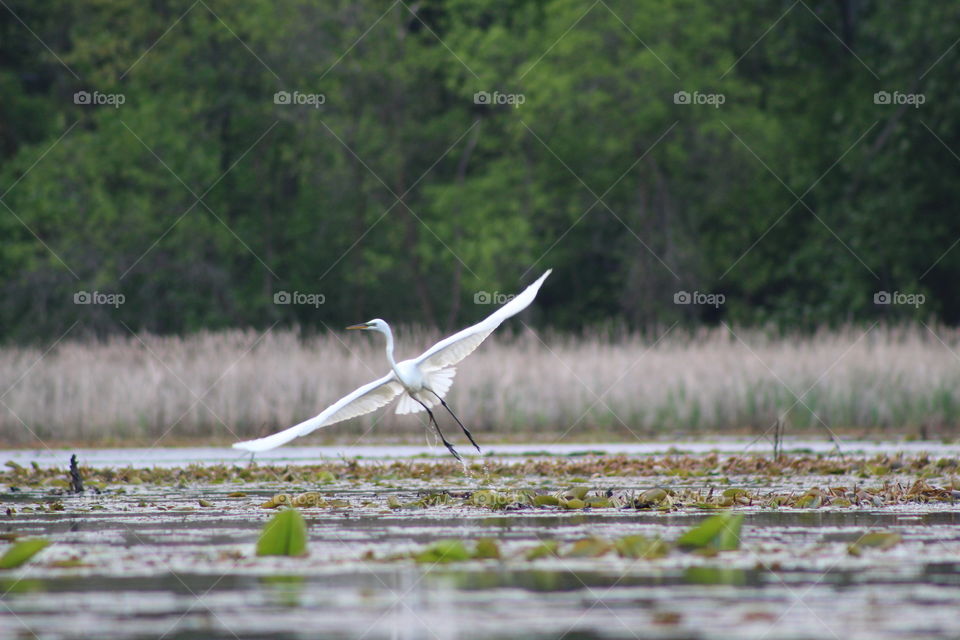 Crane flying near lake