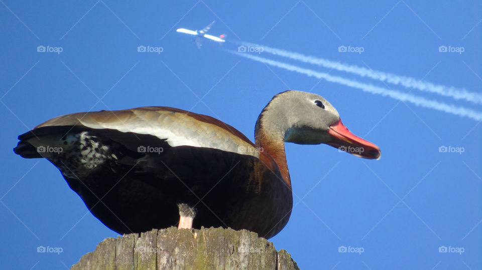 Airplane and contrails in clear blue sky background to Whistling duck perched on pole