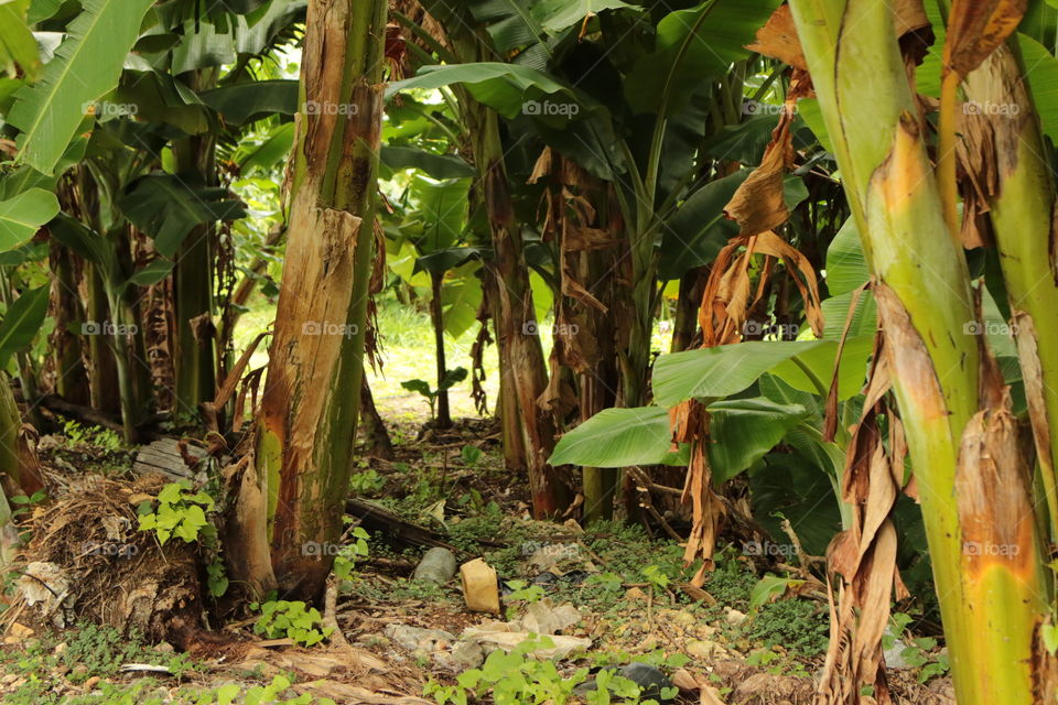 Banana Grove