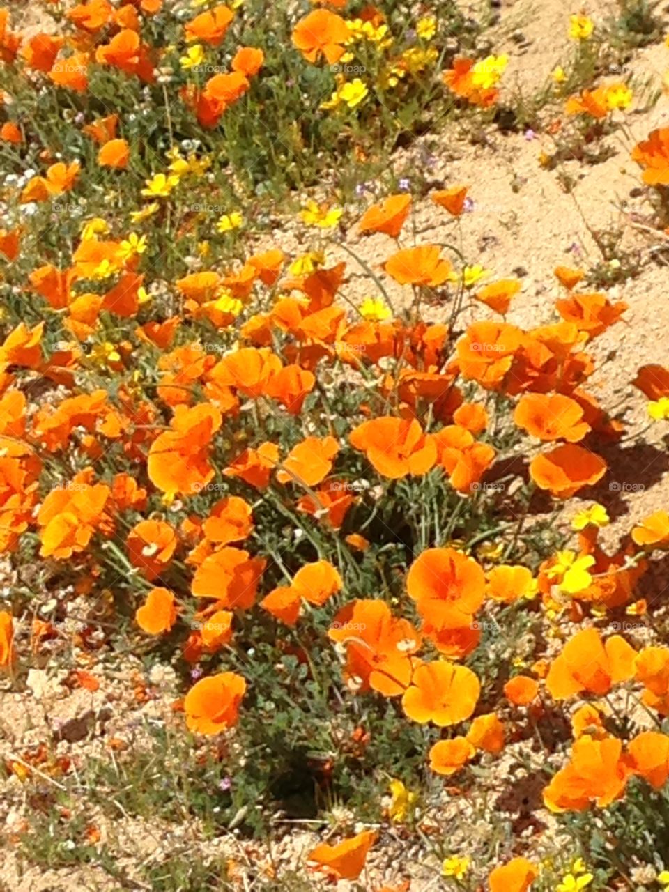 California Poppies