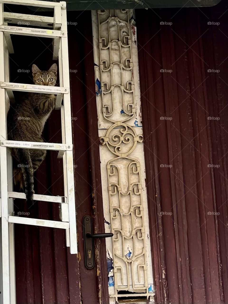 Surprised cat at the door.😯