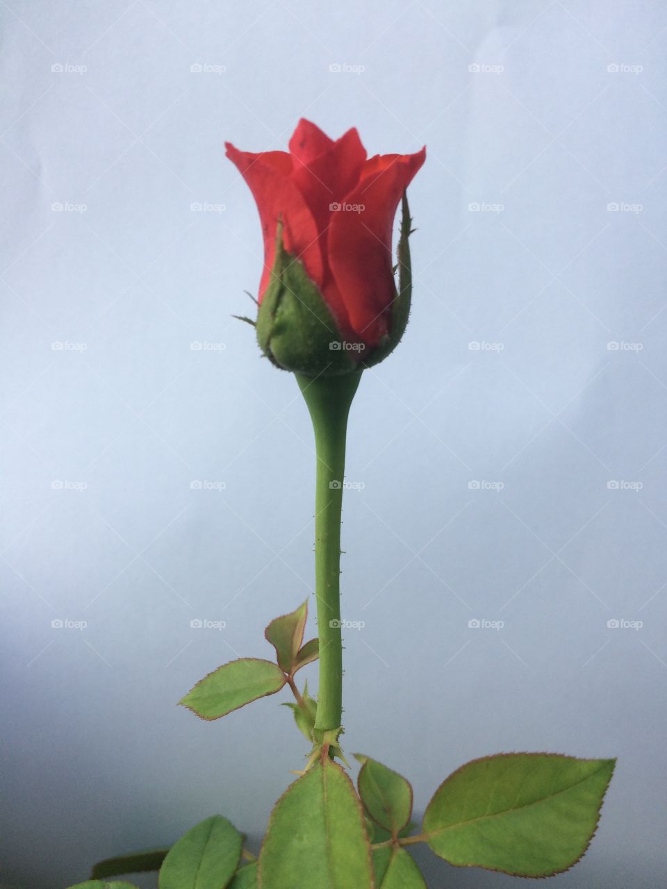 Rose Flower ...