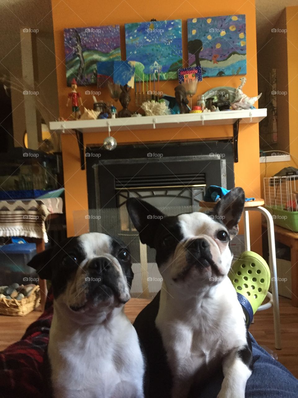 Boston terriers are patient when the hear the word TREAT!