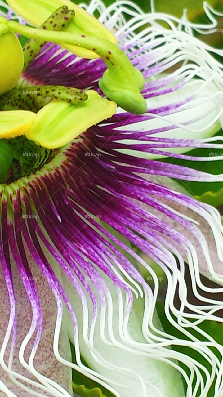 "Purple Passion Flower". Passion flowers blooming in the garden. 