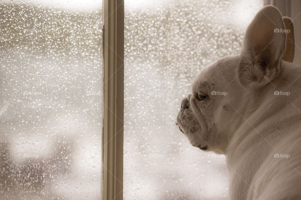 By the window, on a rainy day. Our baby princess, Oyster, the french bulldog, asking us why there’s not much cars outside whenever it rains. It’s our job to explain it to our children, right? haha