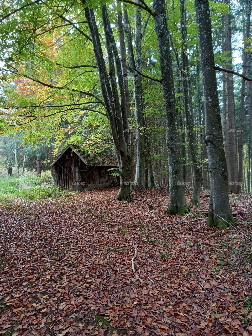 A Shed in the Woods