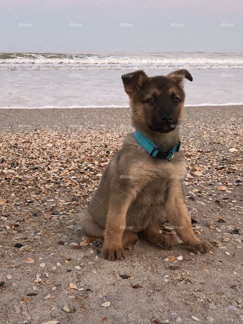 Beach Pup