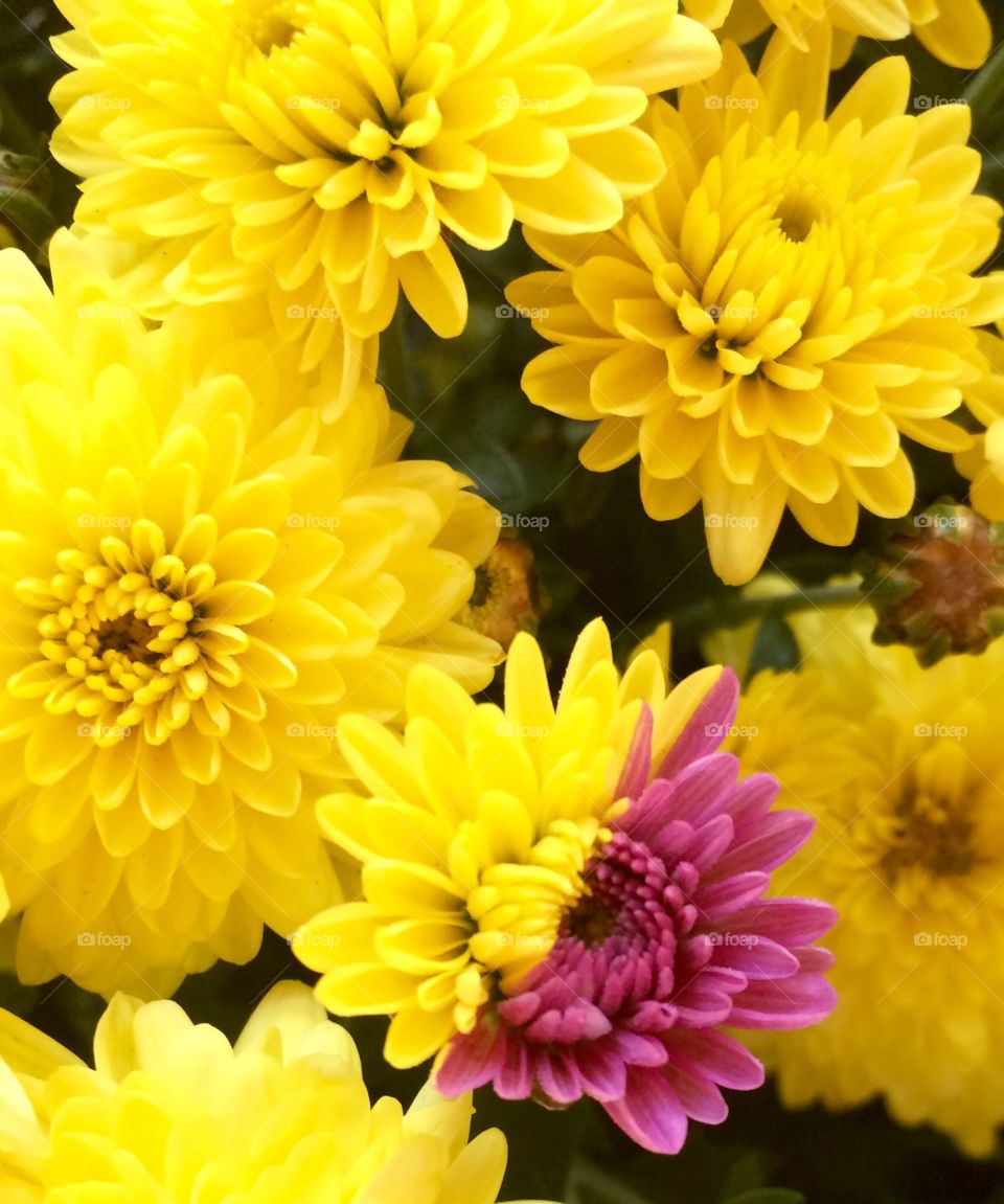 Yellow Mums 