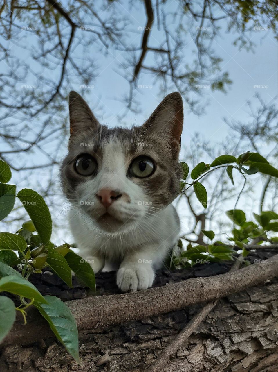 Cat waiting to hunt from a tree