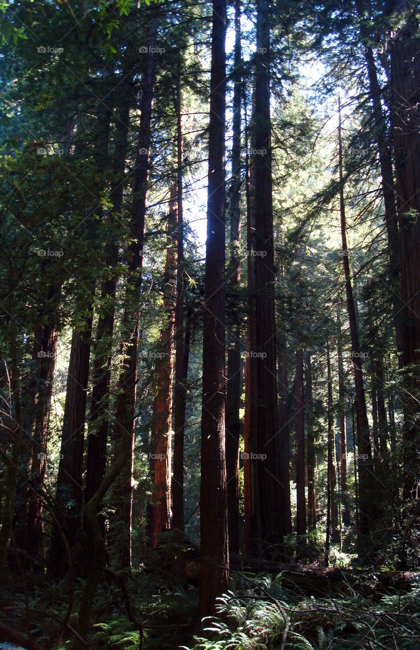 the redwoods