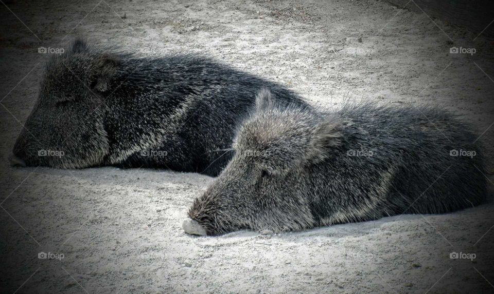 Sleeping The Day Away Zoo Animals "Nap Time"