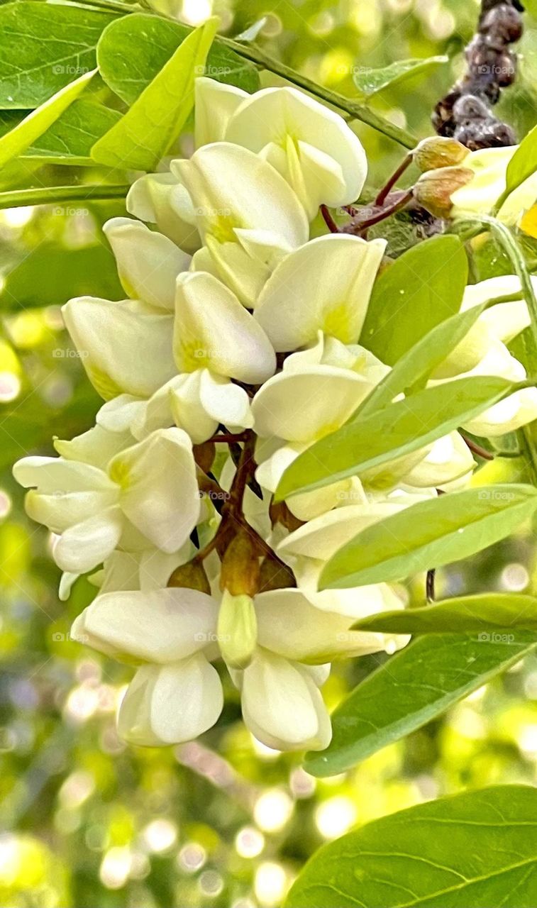 На фотографии изображен цветок акации.