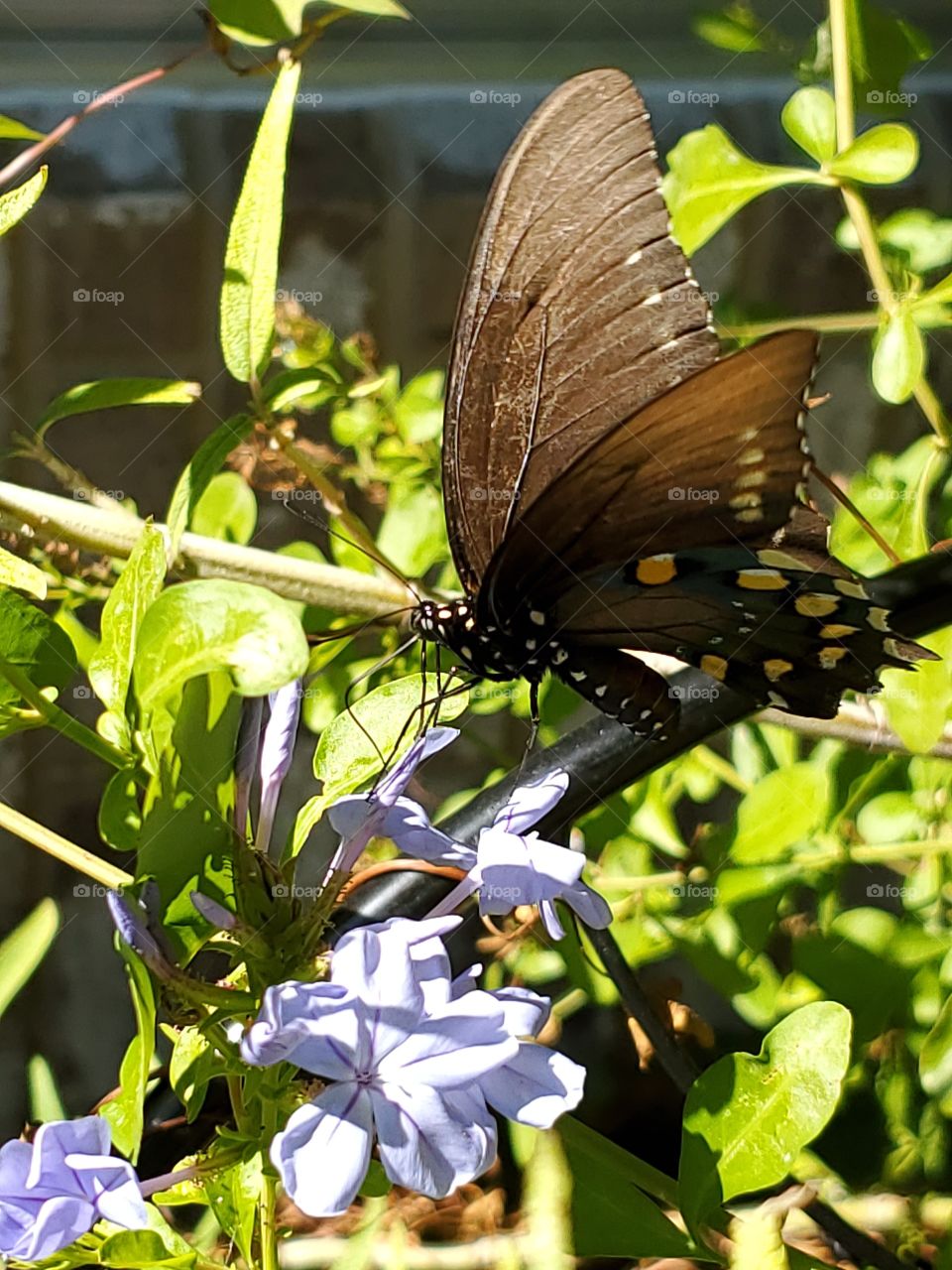 Closeup of a black swallowtail butterfly feeding on nectar from a plumbago flower on a bright sunny day.