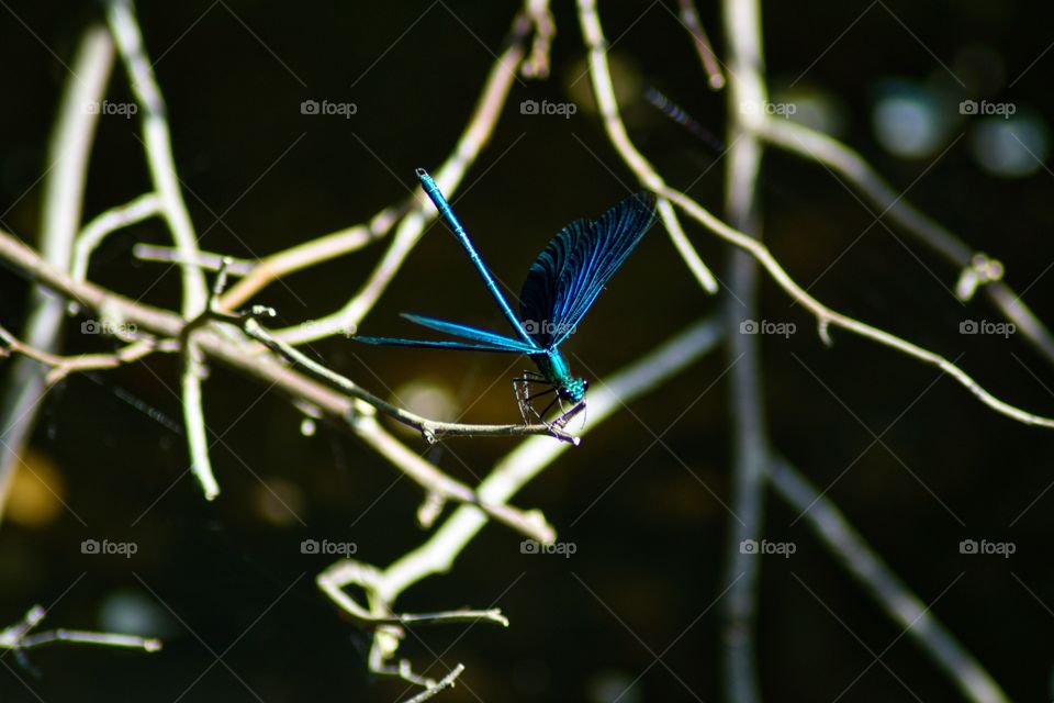 Dragonfly