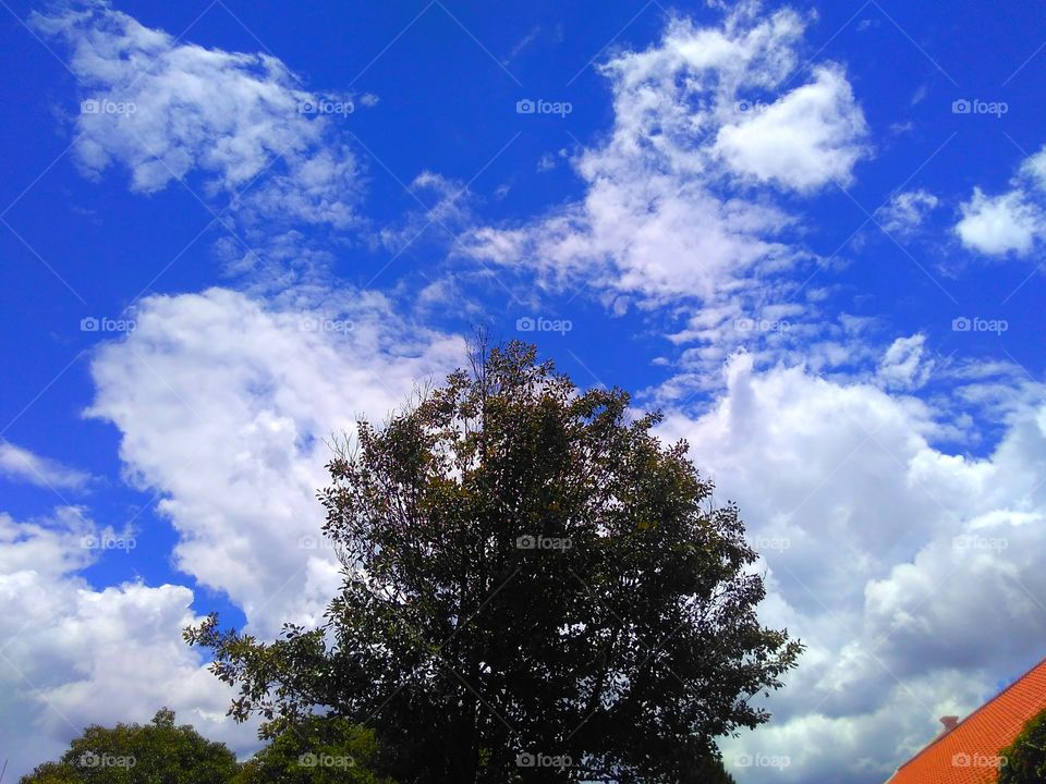 clouds that became its leaves