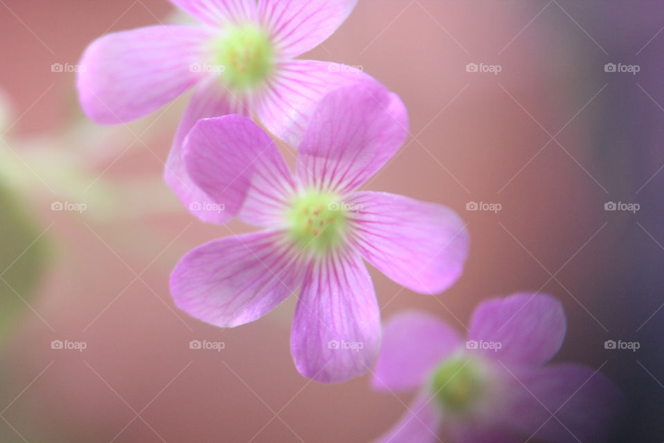 Three clover flowers 