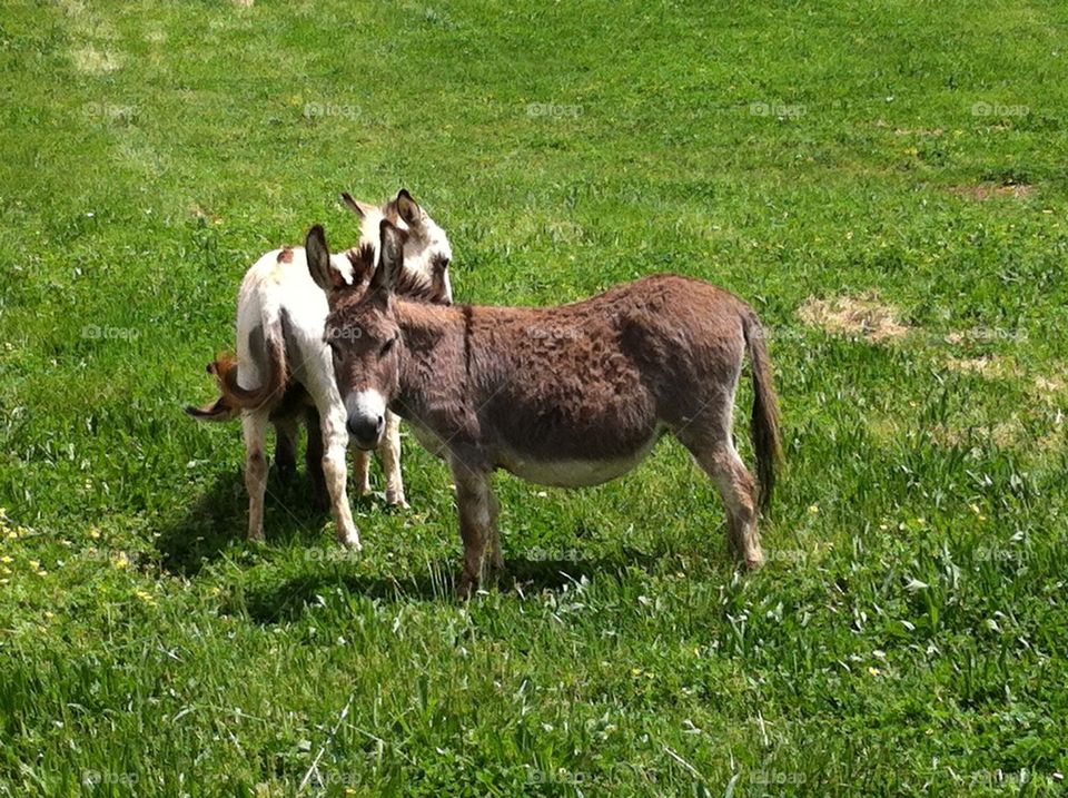 Donkeys small size