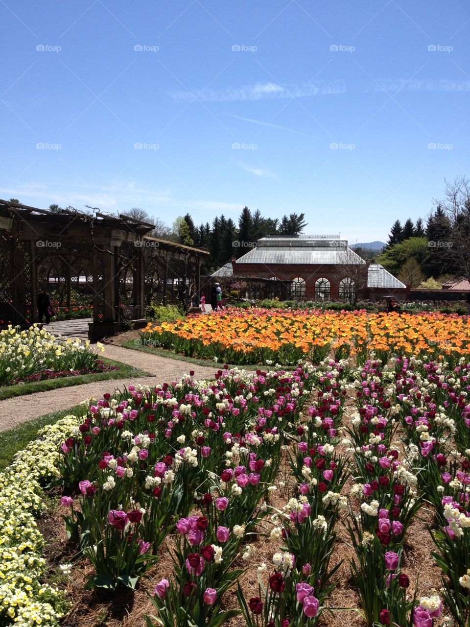 Tulips at The Biltmore