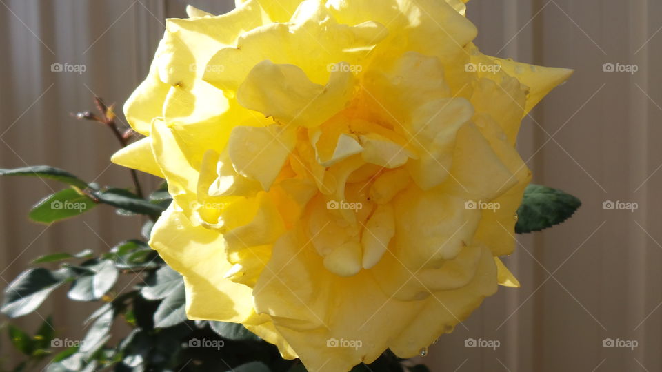 yellow rose in full bloom