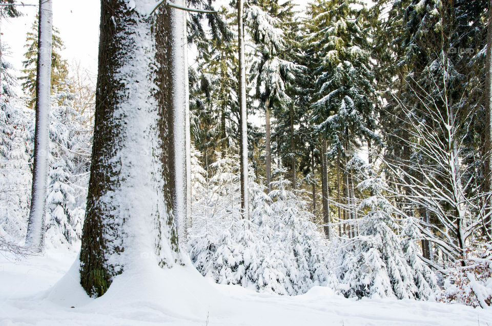 Trees covered with snow in forest