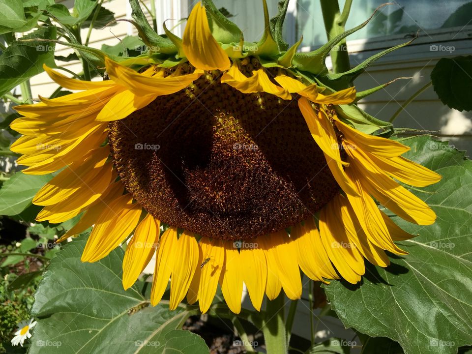 Close up sunflower