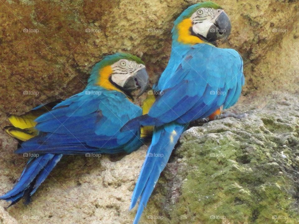 Macaws 3