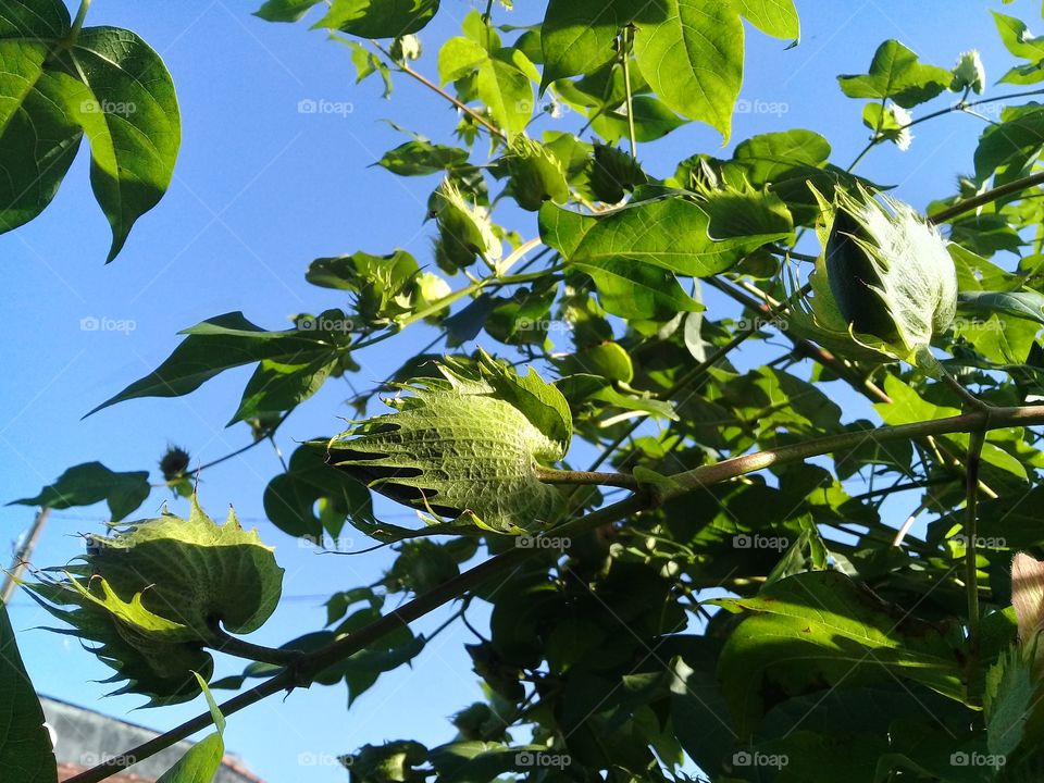 Cotton tree.  Flower Bud