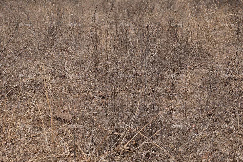 ongoing drought condition